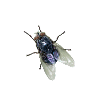 Flying bug